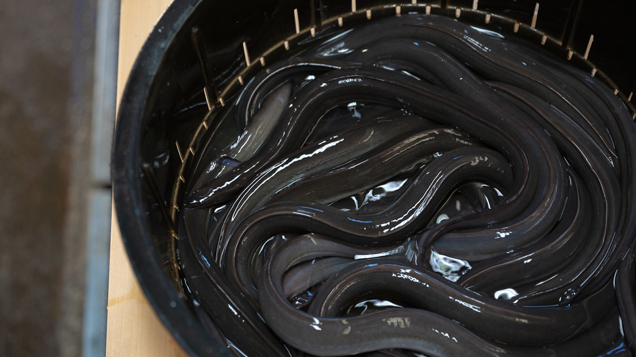 うなぎ小堀のこだわり